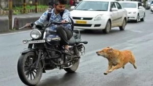 ભાઈની પાછળ પીછો કરતો શ્વાન
